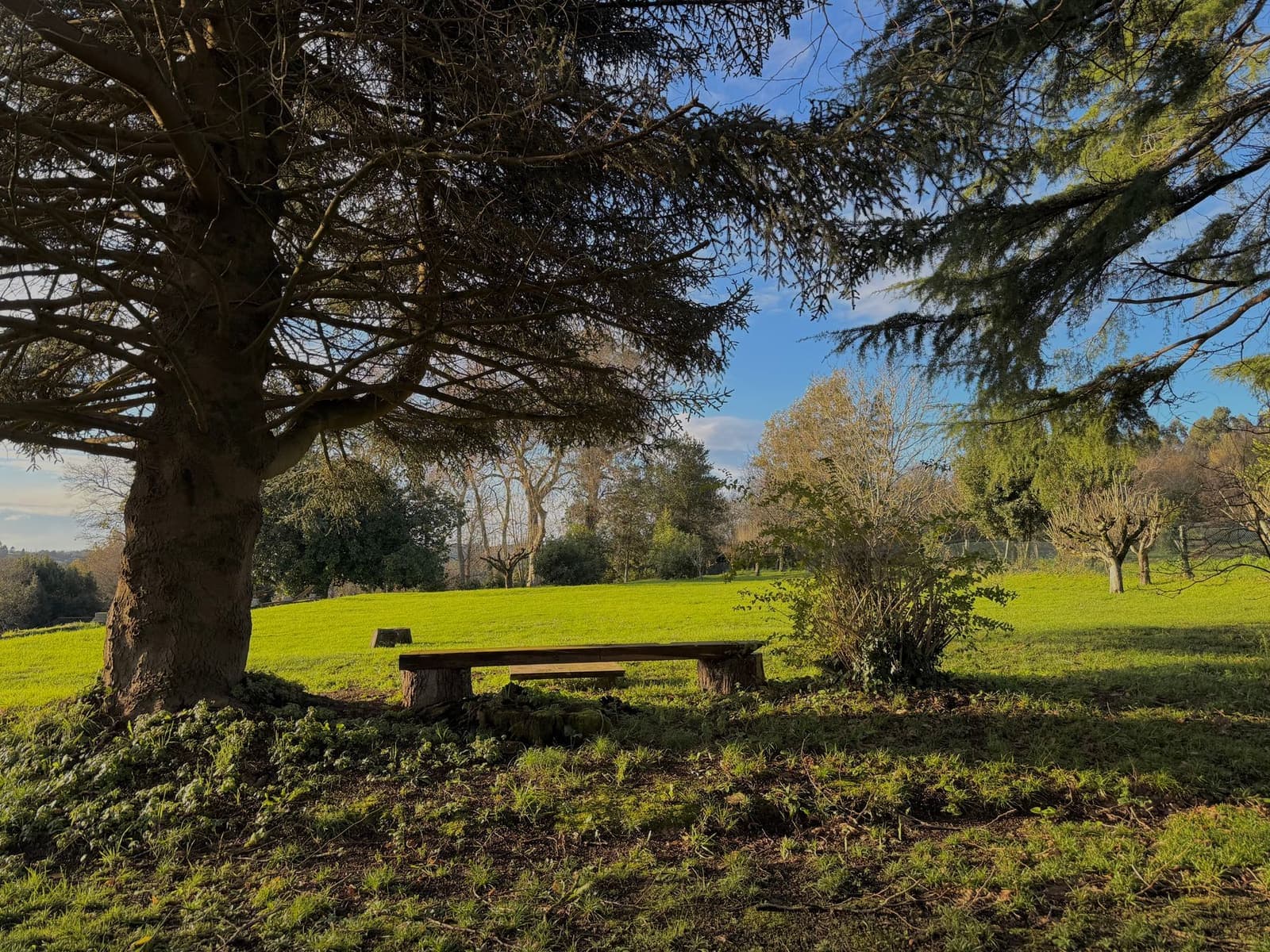 Parque con banco bajo un árbol en Betanzos